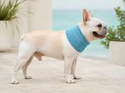 Bouledogue français portant le bandana tubulaire rafraîchissant bleu, vue de profil