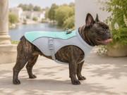 Bouledogue français portant le gilet rafraîchissant menthe et gris, vue de profil