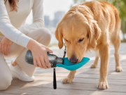 Chien buvant dans la gourde d’hydratation 800 ml turquoise et grise